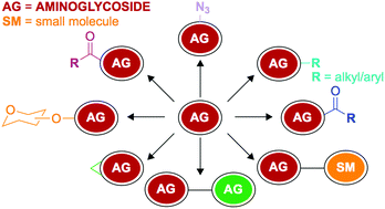 Graphical abstract: Comprehensive review of chemical strategies for the preparation of new aminoglycosides and their biological activities