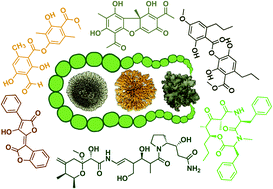 Graphical abstract: Secondary metabolism in the lichen symbiosis
