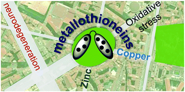 Graphical abstract: Chemistry of mammalian metallothioneins and their interaction with amyloidogenic peptides and proteins