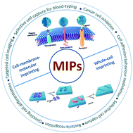 Graphical abstract: Molecularly imprinted polymers as receptor mimics for selective cell recognition