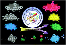 Graphical abstract: Fluorogenic probes for disease-relevant enzymes