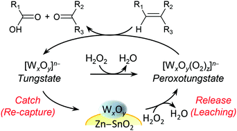 Graphical abstract: “Release and catch” catalysis by tungstate species for the oxidative cleavage of olefins