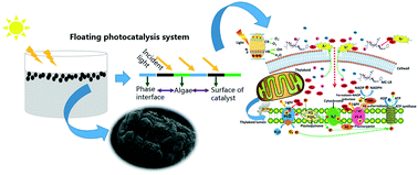 Graphical abstract: Efficient visible light-driven in situ photocatalytic destruction of harmful alga by worm-like N,P co-doped TiO2/expanded graphite carbon layer (NPT-EGC) floating composites