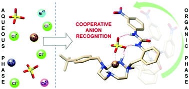 Graphical abstract: Ditopic receptors containing urea groups for solvent extraction of Cu(ii) salts