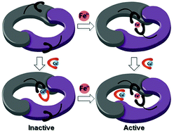 Graphical abstract: A metal ion regulated artificial metalloenzyme