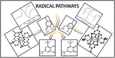 Graphical abstract: Unveiling the effects of the in situ generated arene anion radical and imine radical on catecholase like activity: a DFT supported experimental investigation