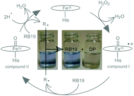Graphical abstract: Kinetic characterisation of a dye decolourising peroxidase from Streptomyces lividans: new insight into the mechanism of anthraquinone dye decolourisation