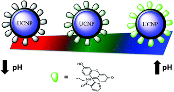 Graphical abstract: Design and validation of a new ratiometric intracellular pH imaging probe using lanthanide-doped upconverting nanoparticles