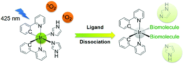 Graphical abstract: Iridium(iii) complexes with five-membered heterocyclic ligands for combined photodynamic therapy and photoactivated chemotherapy