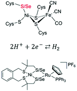 Graphical abstract: Nickel–ruthenium-based complexes as biomimetic models of [NiFe] and [NiFeSe] hydrogenases for dihydrogen evolution