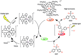 Graphical abstract: Photocatalytic function of the B12 complex with the cyclometalated iridium(iii) complex as a photosensitizer under visible light irradiation