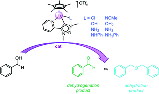 Graphical abstract: Unveiling the role of ancillary ligands in acceptorless benzyl alcohol dehydrogenation and etherification mediated by mesoionic carbene iridium complexes