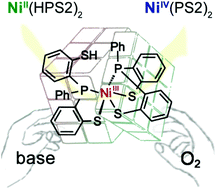 Graphical abstract: Nickel(iii)-mediated oxidative cascades from a thiol-bearing nickel(ii) precursor to the nickel(iv) product