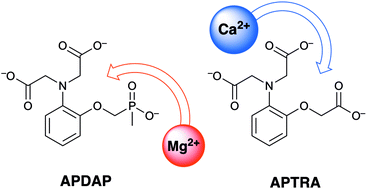 Graphical abstract: Enhanced selectivity for Mg2+ with a phosphinate-based chelate: APDAP versus APTRA