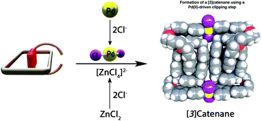 Graphical abstract: Studies towards the synthesis of Pd(ii)-containing [2] and [3]catenanes in aqueous media