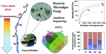 Graphical abstract: Biofilm composition in the Olt River (Romania) reservoirs impacted by a chlor-alkali production plant