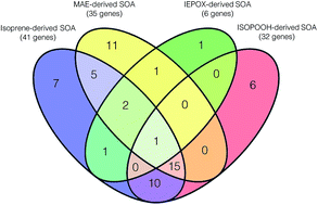 Graphical abstract: Effect of secondary organic aerosol from isoprene-derived hydroxyhydroperoxides on the expression of oxidative stress response genes in human bronchial epithelial cells