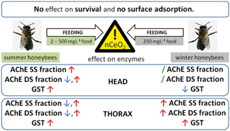 Graphical abstract: Cerium(iv) oxide nanoparticles induce sublethal changes in honeybees after chronic exposure