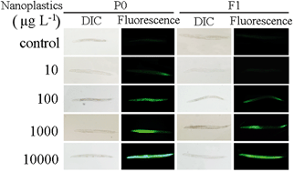 Graphical abstract: Transgenerational toxicity of nanopolystyrene particles in the range of μg L−1 in the nematode Caenorhabditis elegans
