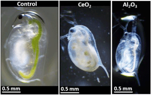 Graphical abstract: Acute and chronic toxicity of metal oxide nanoparticles in chemical mechanical planarization slurries with Daphnia magna