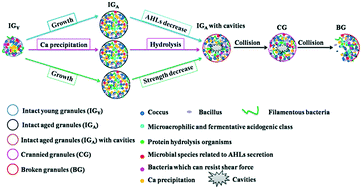 Graphical abstract: Disintegration of aerobic granules during prolonged operation