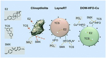 Graphical abstract: Fate and impacts of triclosan, sulfamethoxazole, and 17β-estradiol during nutrient recovery via ion exchange and struvite precipitation