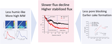 Graphical abstract: A pilot study of hybrid biological activated carbon (BAC) filtration-ultrafiltration process for water supply in rural areas: role of BAC pretreatment in alleviating membrane fouling