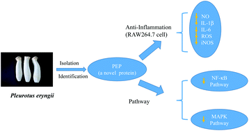 Graphical abstract: Isolation of a novel bioactive protein from an edible mushroom Pleurotus eryngii and its anti-inflammatory potential