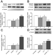 Graphical abstract: A combined docosahexaenoic acid–thyroid hormone protocol upregulates rat liver β-Klotho expression and downstream components of FGF21 signaling as a potential novel approach to metabolic stress conditions