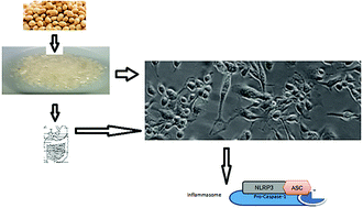 Graphical abstract: Pepsin–pancreatin hydrolysis reduced the ability of lunasin-enriched material to inhibit activation of the inflammasomes in THP-1 human macrophages
