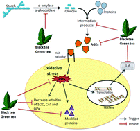 Graphical abstract: Comparative suppressing effects of black and green teas on the formation of advanced glycation end products (AGEs) and AGE-induced oxidative stress