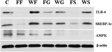 Graphical abstract: fat-1 mice prevent high-fat plus high-sugar diet-induced non-alcoholic fatty liver disease