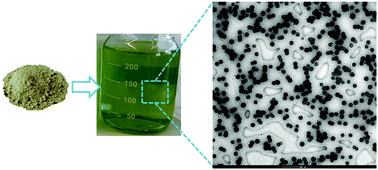 Graphical abstract: Colloidal particles for the delivery of steroid glycosides