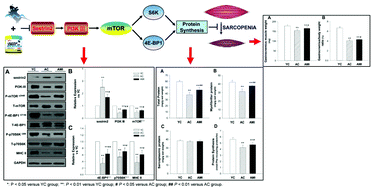 Graphical abstract: A potential strategy for counteracting age-related sarcopenia: preliminary evidence of combined exercise training and leucine supplementation