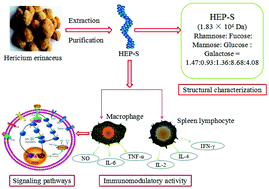 Graphical abstract: Structure characterization of a novel polysaccharide from Hericium erinaceus fruiting bodies and its immunomodulatory activities