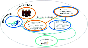 Graphical abstract: Aronia–citrus juice (polyphenol-rich juice) intake and elite triathlon training: a lipidomic approach using representative oxylipins in urine