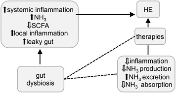 Graphical abstract: Gut : liver : brain axis: the microbial challenge in the hepatic encephalopathy
