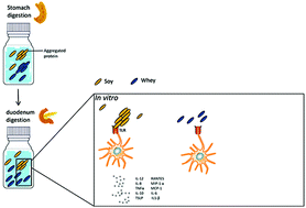 Graphical abstract: Immunomodulating protein aggregates in soy and whey hydrolysates and their resistance to digestion in an in vitro infant gastrointestinal model: new insights in the mechanism of immunomodulatory hydrolysates