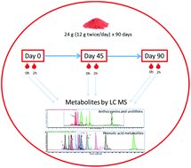 Graphical abstract: Metabolic fate of strawberry polyphenols after chronic intake in healthy older adults