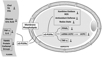 Graphical abstract: Dietary fish oil ameliorates adipose tissue dysfunction in insulin-resistant rats fed a sucrose-rich diet improving oxidative stress, peroxisome proliferator-activated receptor γ and uncoupling protein 2