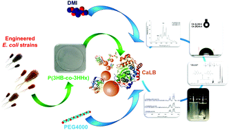 Graphical abstract: Enzymatic production of clickable and PEGylated recombinant polyhydroxyalkanoates