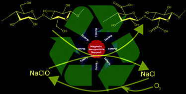 Graphical abstract: Greener synthesis of nanofibrillated cellulose using magnetically separable TEMPO nanocatalyst