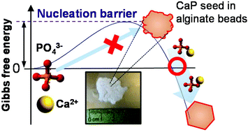 Graphical abstract: Designing the crystalline structure of calcium phosphate seed minerals in organic templates for sustainable phosphorus management