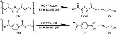 Graphical abstract: Enzymatic surface hydrolysis of poly(ethylene furanoate) thin films of various crystallinities