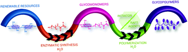 Graphical abstract: Synthesis of (meth)acrylamide-based glycomonomers using renewable resources and their polymerization in aqueous systems