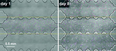 Graphical abstract: Quantifying 3D chemotaxis in microfluidic-based chips with step gradients of collagen hydrogel concentrations