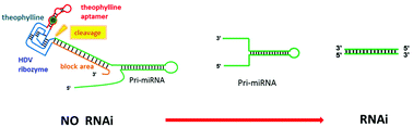 Graphical abstract: Inducible Bcl-2 gene RNA interference mediated by aptamer-integrated HDV ribozyme switch