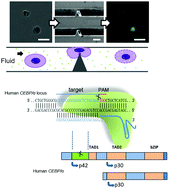 Graphical abstract: Highly efficient genome editing of human hematopoietic stem cells via a nano-silicon-blade delivery approach
