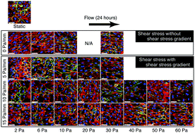 Graphical abstract: Fluid shear stress combined with shear stress spatial gradients regulates vascular endothelial morphology