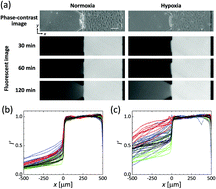 Graphical abstract: Endothelial monolayer permeability under controlled oxygen tension